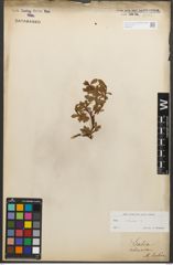 Foto von Salix retusa L.